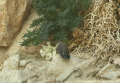 Oreotrochilus leucopleurus