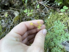 Lomatium martindalei