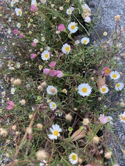 Erigeron karvinskianus