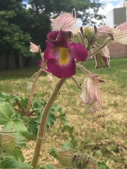 Proboscidea fragrans