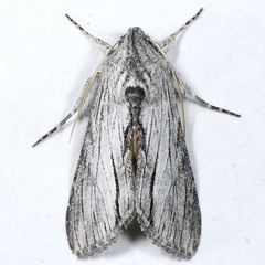 Cucullia eulepis