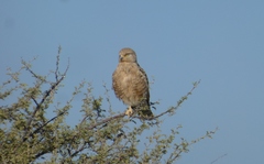 Falco rupicoloides