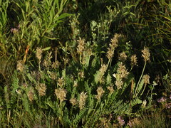 Astragalus austrosibiricus