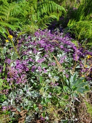 Pericallis aurita image