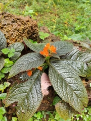 Chrysothemis pulchella