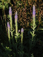 Veronica porphyriana