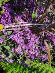 Pericallis aurita image