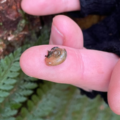 Stenacapha hamiltoni