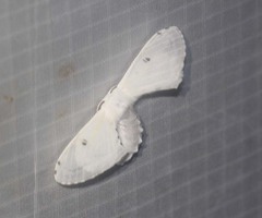 Penicillifera apicalis