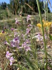Penstemon laricifolius