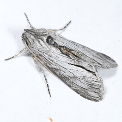 Cucullia eulepis