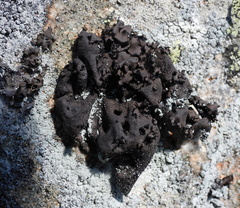 Umbilicaria polyrrhiza