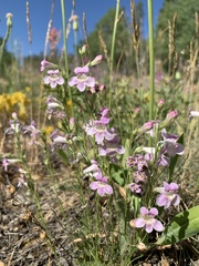 Penstemon laricifolius