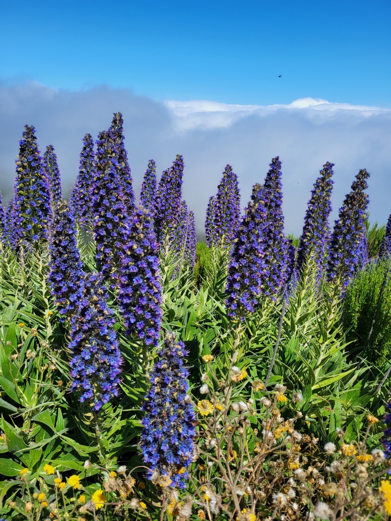 Echium candicans