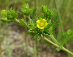 Potentilla rivalis