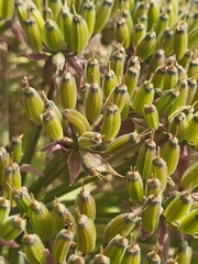 Daucus decipiens image