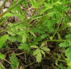 Potentilla rivalis