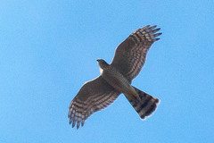 Accipiter nisus