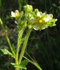 Drymocallis convallaria