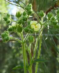 Drymocallis convallaria