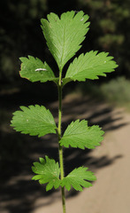 Drymocallis convallaria
