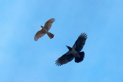 Accipiter nisus