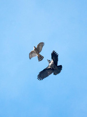 Accipiter nisus