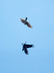 Accipiter nisus
