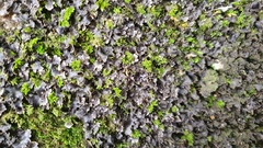 Pseudocyphellaria dissimilis