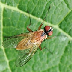 Achanthiptera rohrelliformis