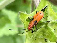 Leptocoris augur