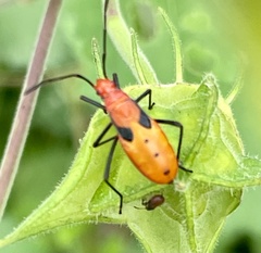Leptocoris augur