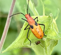 Leptocoris augur