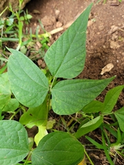 Phaseolus acutifolius