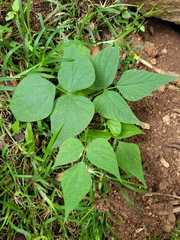 Phaseolus acutifolius