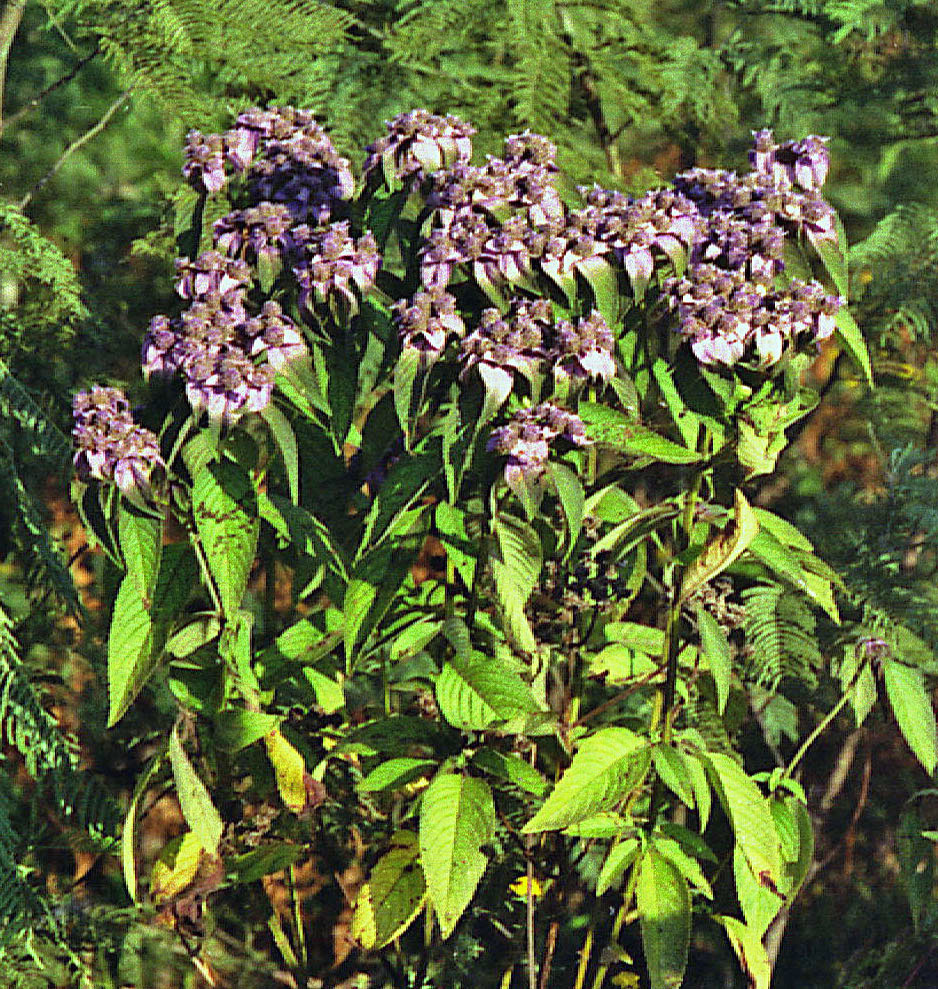 Haumaniastrum venosum