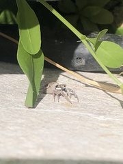 Menemerus semilimbatus