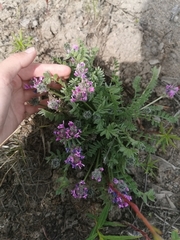 Oxytropis erecta