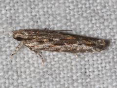 Ardozyga amblopis