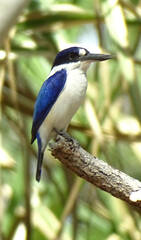 Todiramphus macleayii macleayii