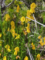 Cytisus scoparius image