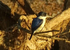 Todiramphus macleayii macleayii
