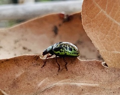 Calligrapha pantherina