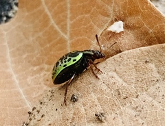 Calligrapha pantherina