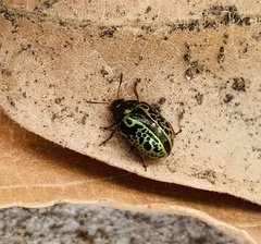 Calligrapha pantherina