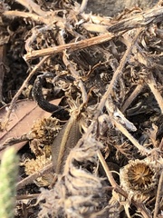 Macronemurus appendiculatus