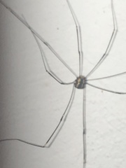 Leiobunum