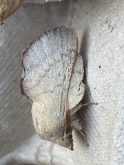 Phyllodesma suberifolia