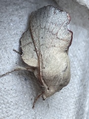 Phyllodesma suberifolia