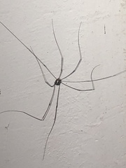 Leiobunum